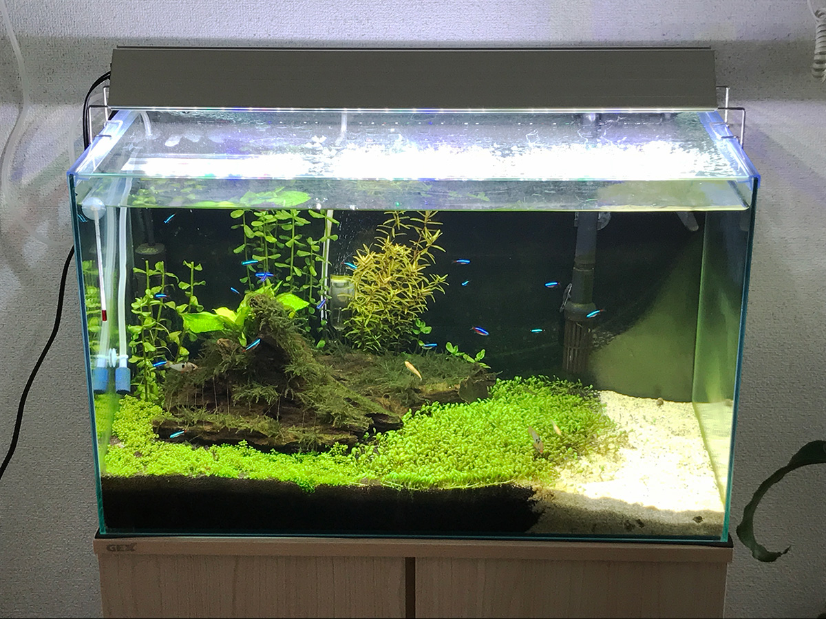 60センチ水草水槽立ち上げ16 アクアおじんブログ