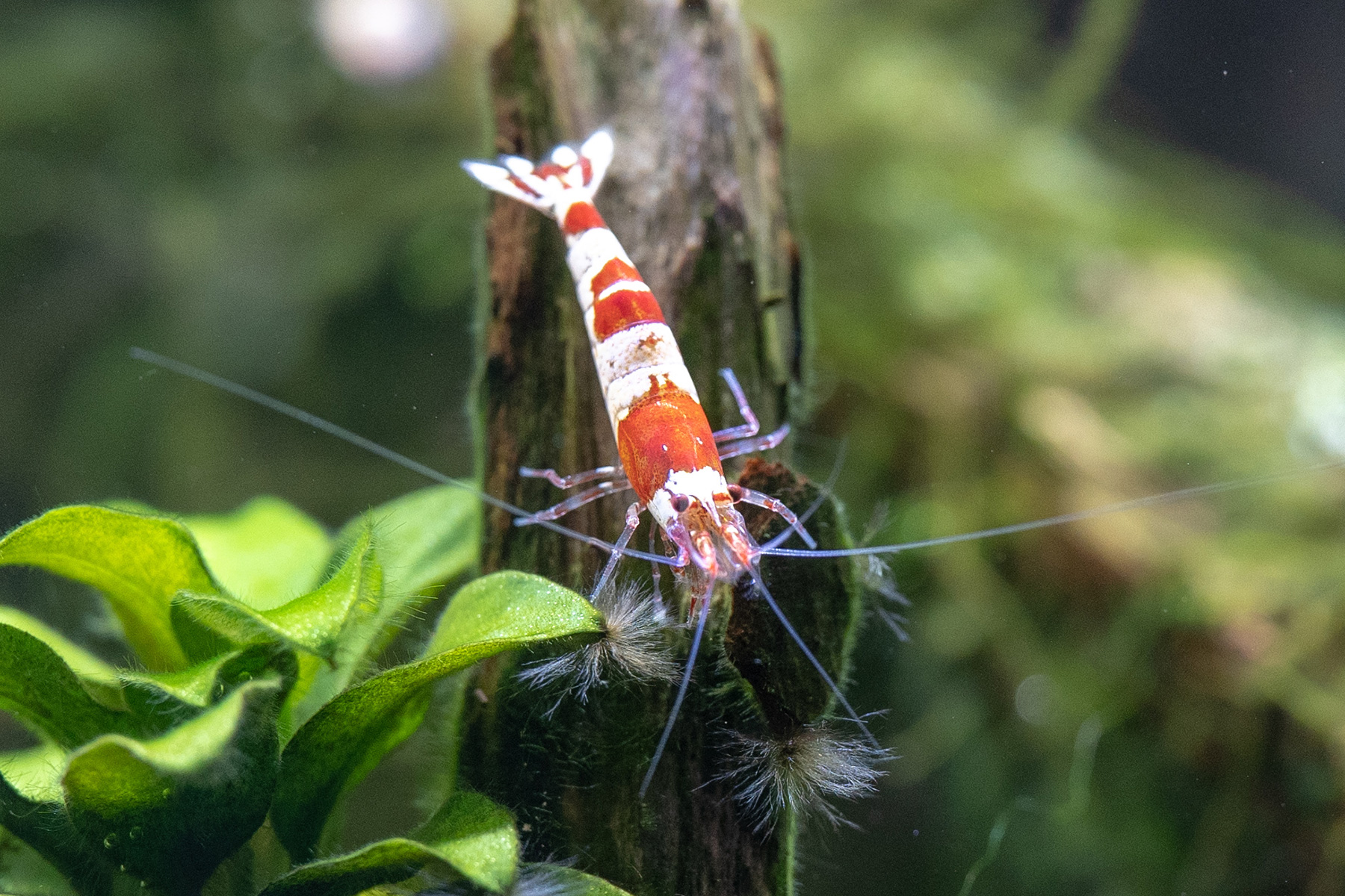 色々な色ミナミヌマエビ アクアおじんブログ