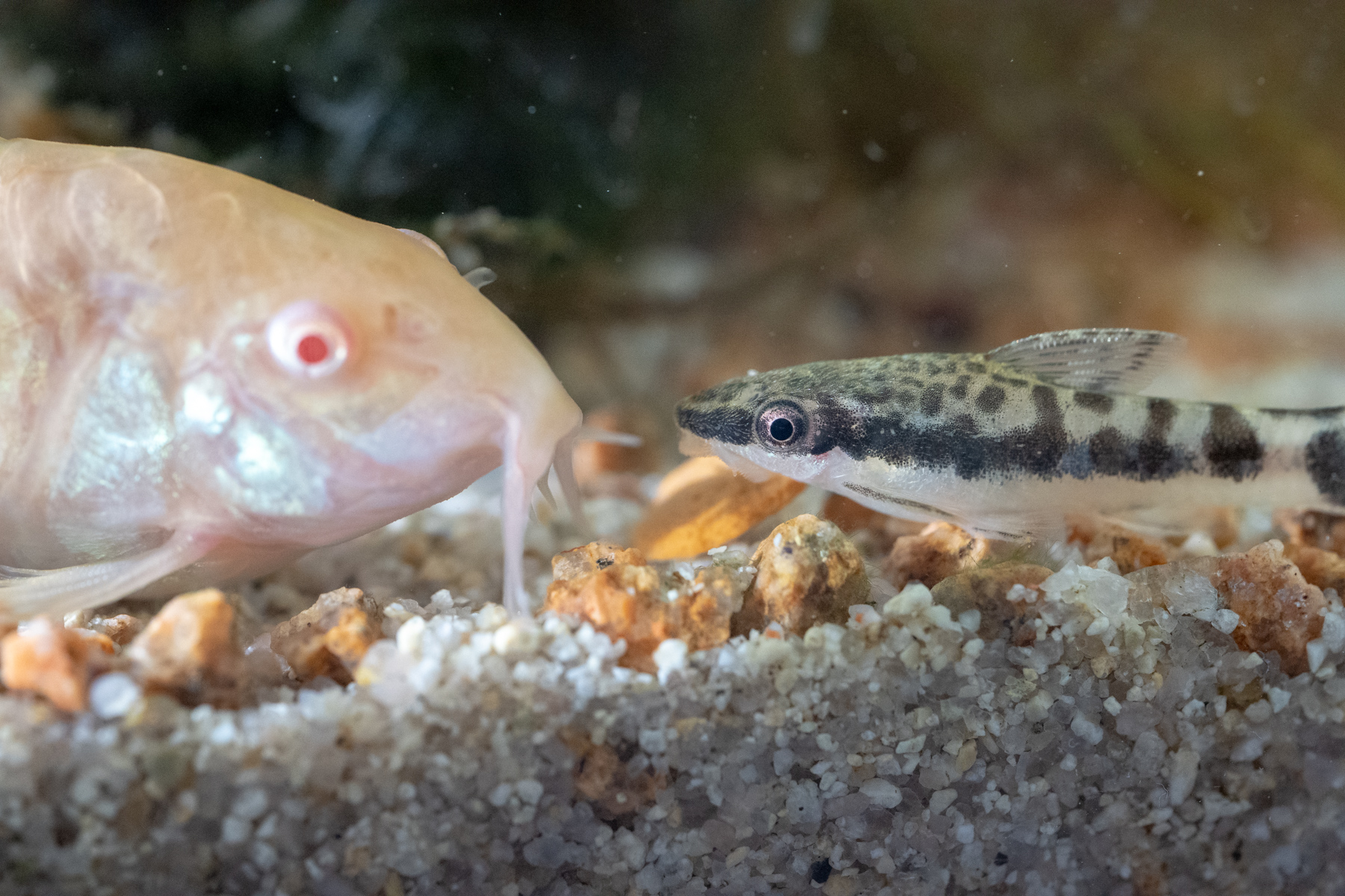 コリドラスの餌 アクアおじんブログ