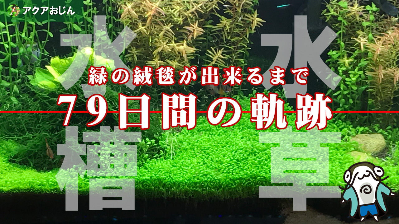 緑の絨毯が出来るまで水草水槽79日間の軌跡動画 アクアおじんブログ