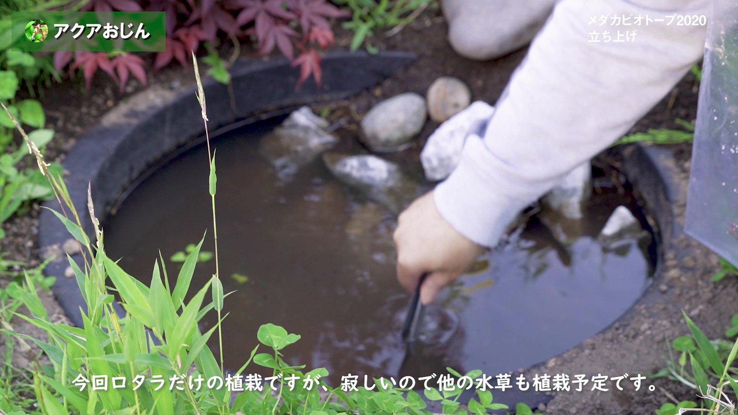 メダカビオトープ 立ち上げ アクアおじんブログ