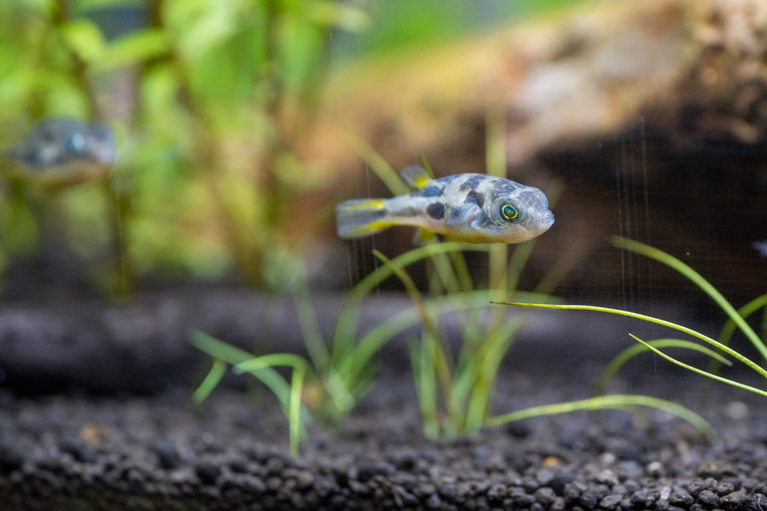 アベニーパファー水槽立ち上げ アクアおじんブログ